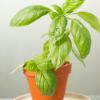 Picture of Basil Flowerpot